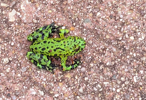 Oriental Fire-bellied Toad