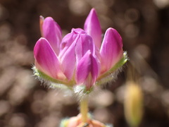 Lupinus microcarpus microcarpus