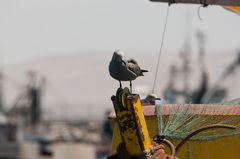 Leucophaeus modestus