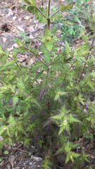 Aureolaria pedicularia