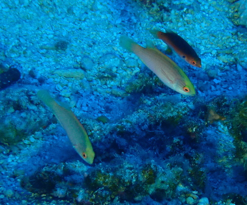 Cirrhilabrus rubrimarginatus observed 2026-07-30