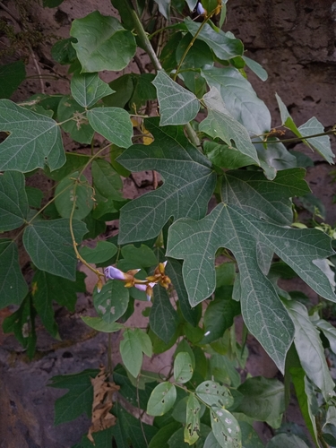 Pachyrhizus erosus observed 2026-08-13