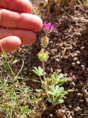 Lupinus microcarpus microcarpus