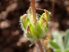 Lupinus microcarpus microcarpus