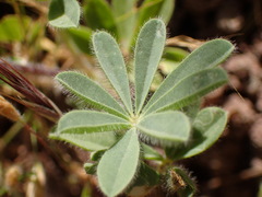 Lupinus microcarpus microcarpus