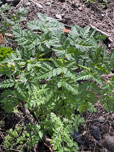 poison hemlock