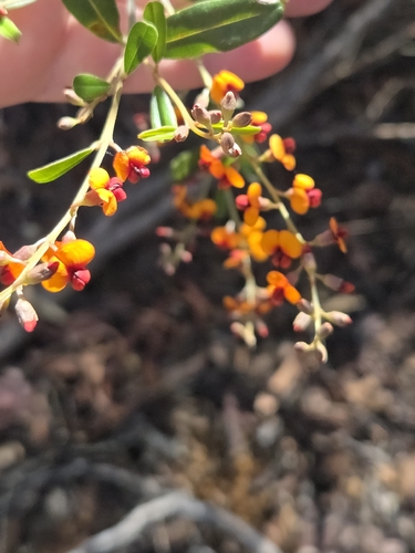 Gastrolobium parviflorum, 2026-08-15