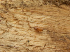 Ectobius lapponicus