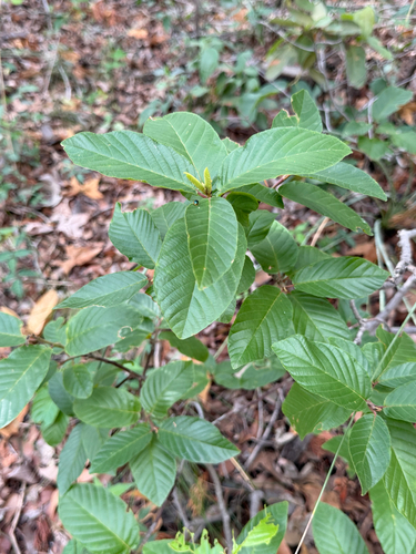 Frangula betulifolia, photograph 6