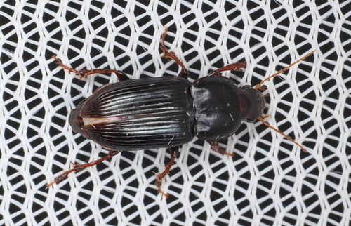 Discoderus impotens