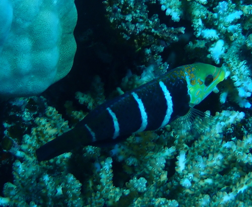 Barred Thicklip