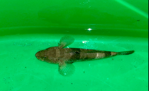 Psammogobius biocellatus observed 2026-08-15