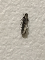 Chionodes mediofuscella