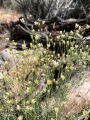 Eremogone macradenia