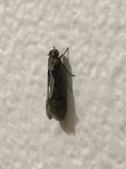 Chionodes mediofuscella