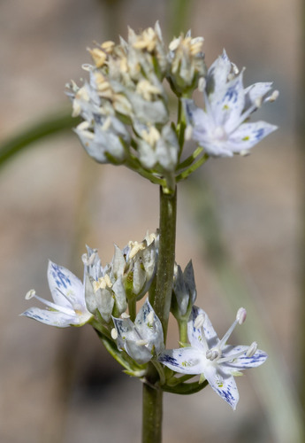 Frasera albicaulis observed 2026-07-04