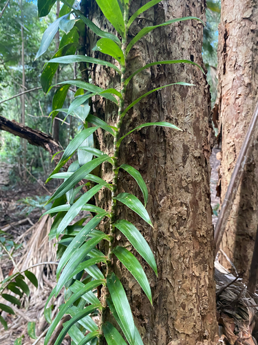Freycinetia scandens observed 2026-08-14