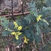 Acacia decurrens