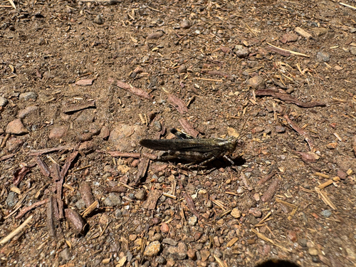 iNaturalist observation photo of Crackling Forest Grasshopper