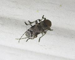 Sternidius mimeticus