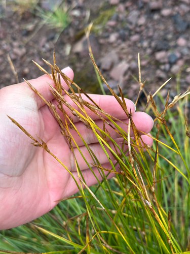 Carex geyeri, 2026-08-14