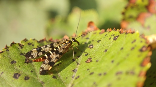 Meadow Scorpionfly