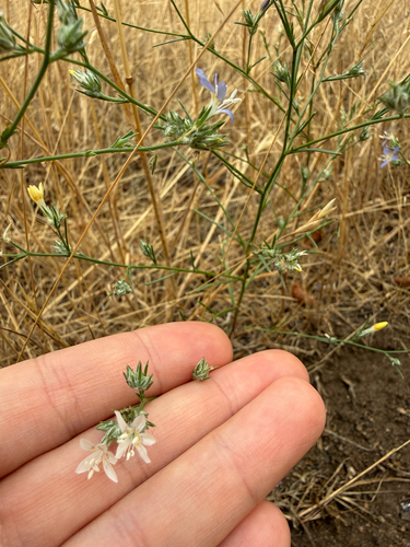 Eriastrum sapphirinum, photograph 5