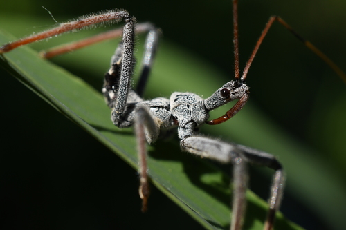 North American Wheel Bug, photo 5 of 10