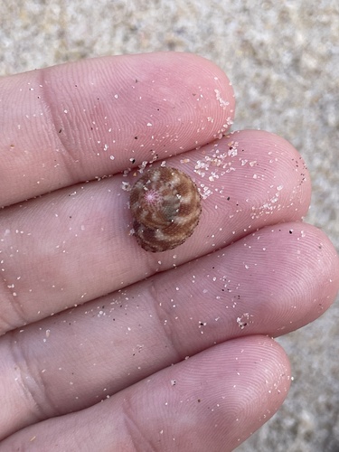 Clanculus floridus, 2026-08-15