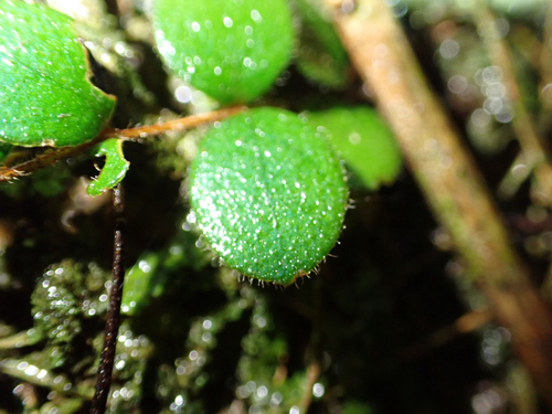 Metrosideros carminea observed 2026-08-15