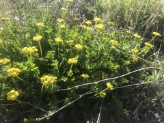 Cymopterus hallii