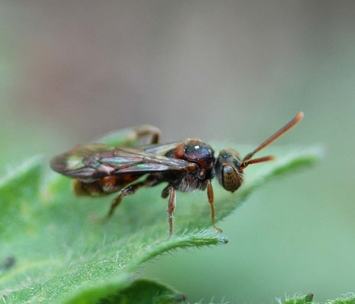 Nomada taicho