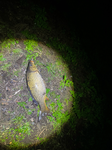 European Carp