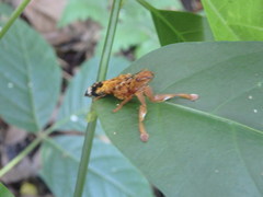 Rhyncocheilus andrewesi