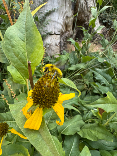 iNaturalist observation photo of Pyrobombus