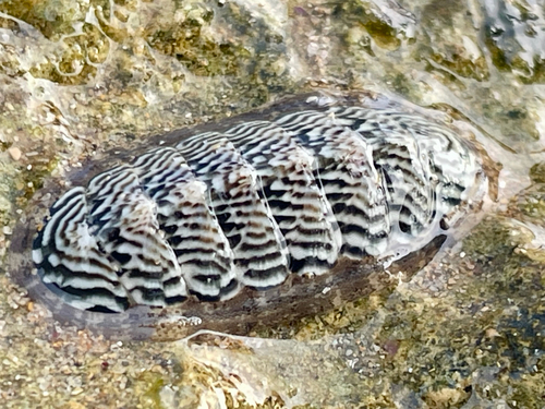 Ischnochiton elongatus observed 2026-08-15