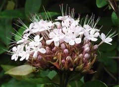 Clerodendrum bungei