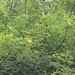 Acacia nilotica