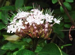 Clerodendrum bungei