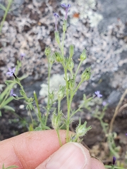 Allophyllum gilioides violaceum