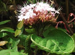 Clerodendrum bungei