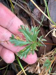 Potentilla drummondii, photograph author not stated, no rights reserved
