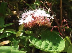 Clerodendrum bungei