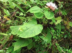 Clerodendrum bungei