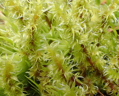 Racomitrium canescens