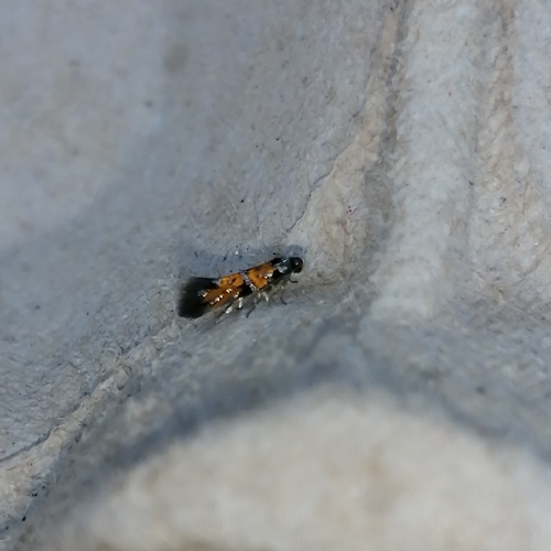 Spinach moth