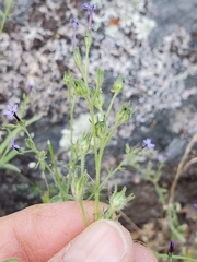 Allophyllum gilioides violaceum