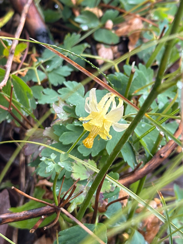 Aquilegia flavescens, photograph 2