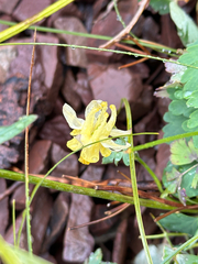 Aquilegia flavescens, photograph author not stated, no rights reserved