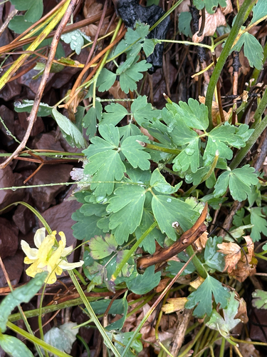Aquilegia flavescens, photograph 4